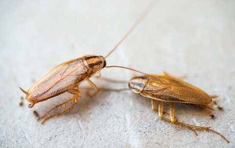 two cockroaches on a white surface
