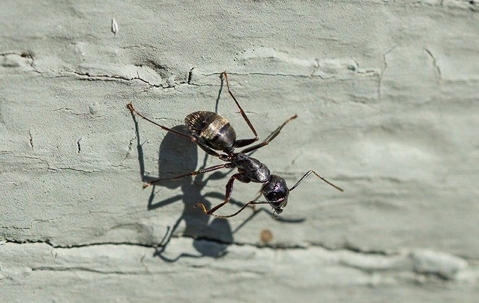 ant on a white surface with a harsh shadow