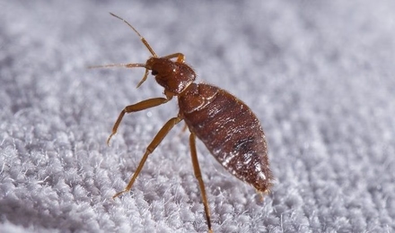 Bed Bugs