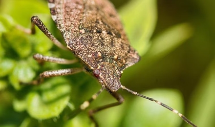 Stink Bugs & Box Elder Beetles
