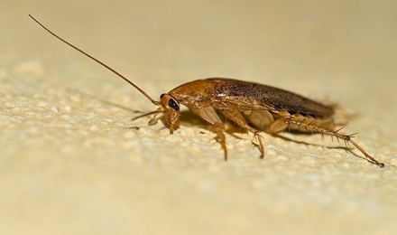 Cockroaches