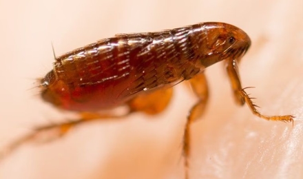 Fleas